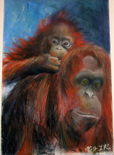 Orangutan for Florian